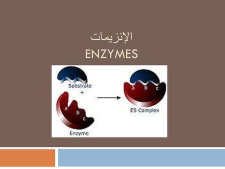 الإنزيمات Enzymes.