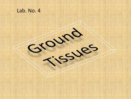 Lab. No. 4 Ground Tissues.