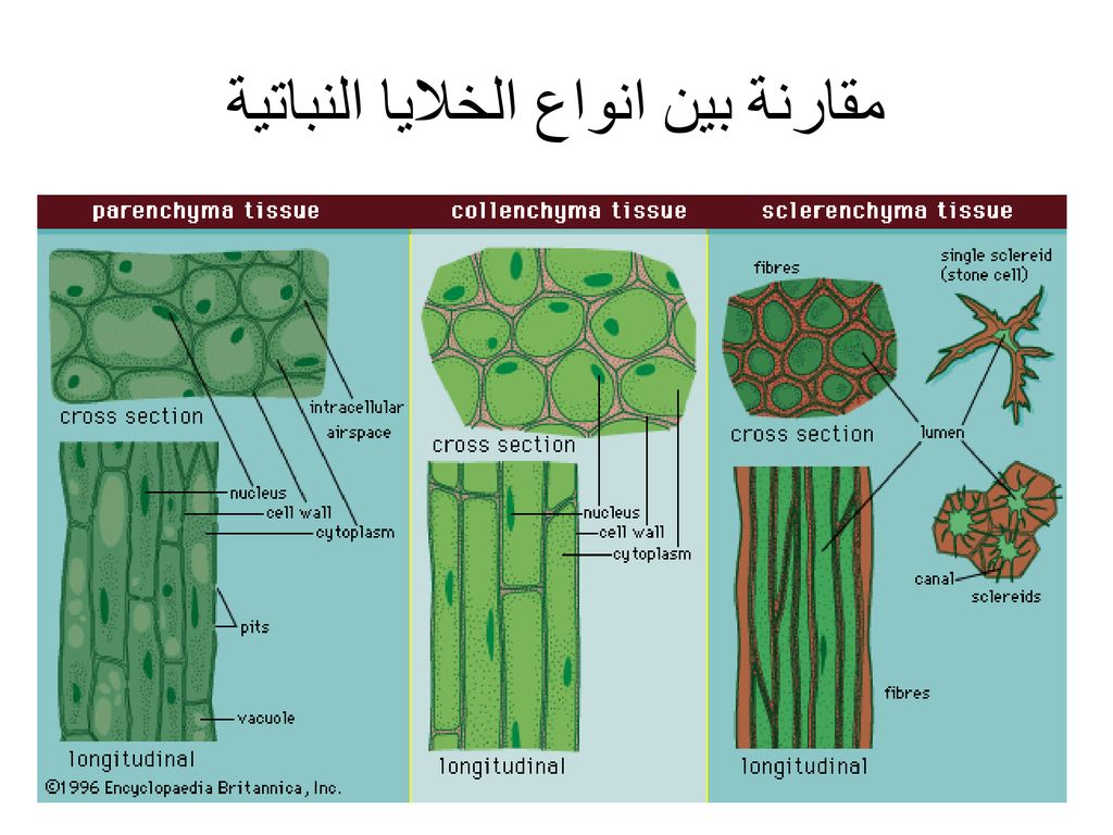 مقارنة بين انواع الخلايا النباتية