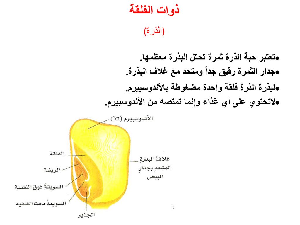 ذوات الفلقة (الذرة) تعتبر حبة الذرة ثمرة تحتل البذرة معظمها.