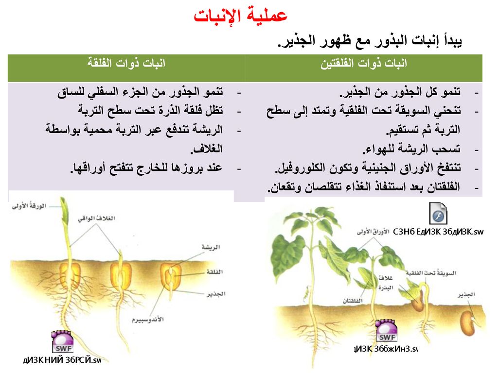 عملية الإنبات يبدأ إنبات البذور مع ظهور الجذير. انبات ذوات الفلقتين