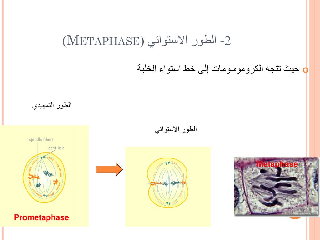 2- الطور الاستوائي (Metaphase)