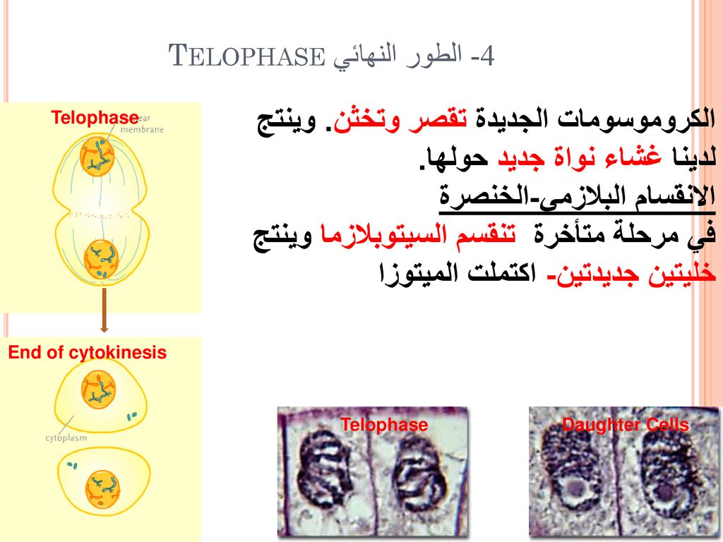 4- الطور النهائي Telophase