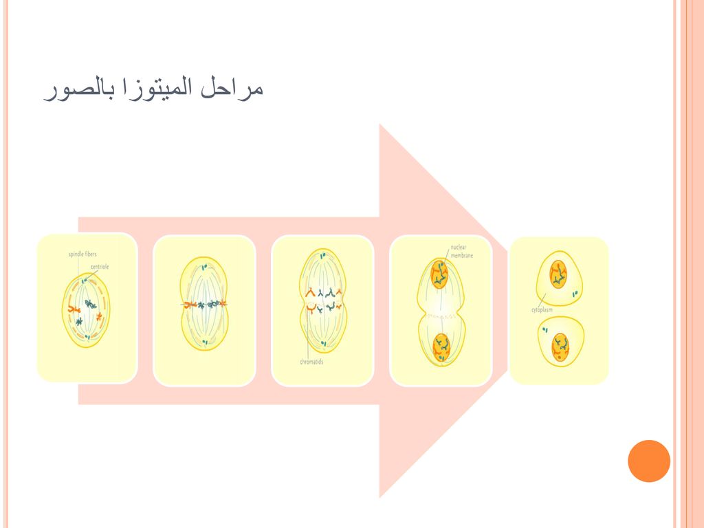 مراحل الميتوزا بالصور