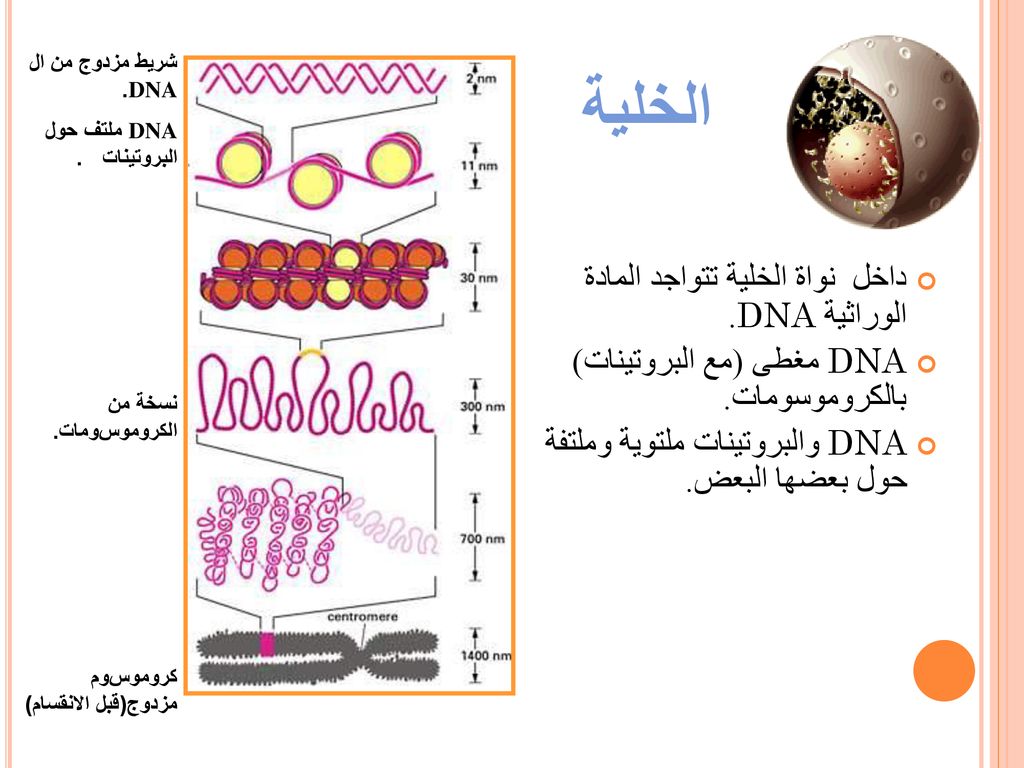 الخلية داخل نواة الخلية تتواجد المادة الوراثية DNA.
