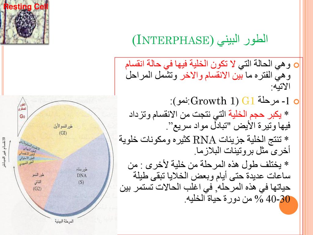الطور البيني (Interphase)