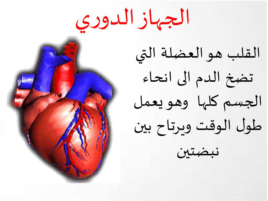 الجهاز الدوري القلب هو العضلة التي تضخ الدم الى انحاء الجسم كلها وهو يعمل طول الوقت ويرتاح بين نبضتين.
