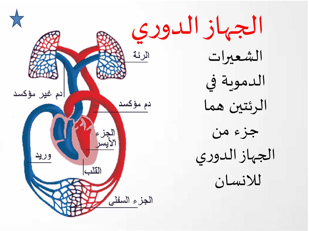 الشعيرات الدموية في الرئتين هما جزء من الجهاز الدوري للانسان