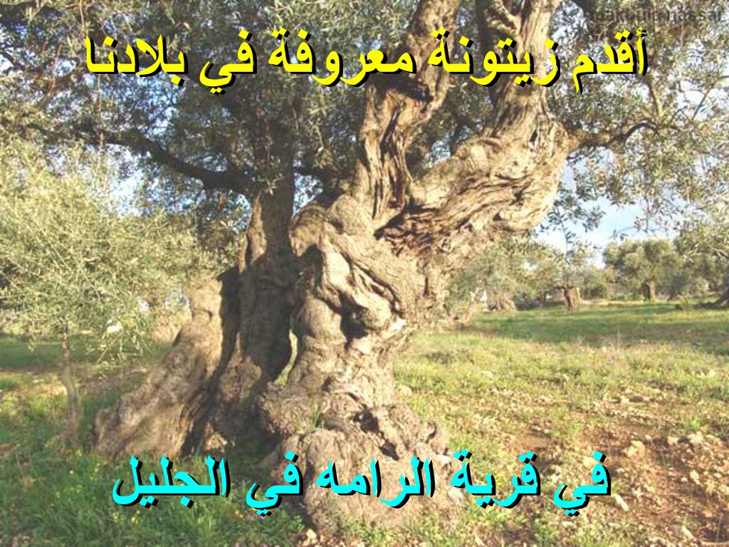 أقدم زيتونة معروفة في بلادنا في قرية الرامه في الجليل