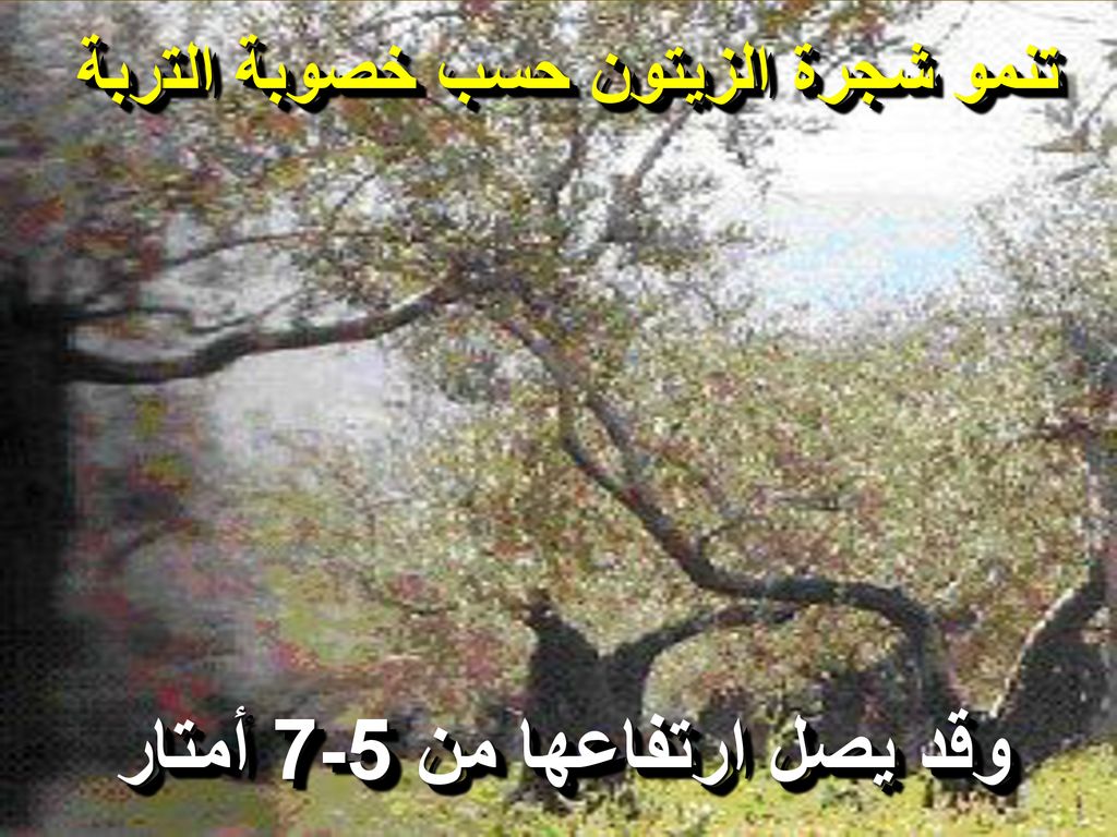 تنمو شجرة الزيتون حسب خصوبة التربة وقد يصل ارتفاعها من 5-7 أمتار