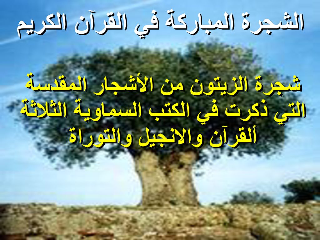 الشجرة المباركة في القرآن الكريم