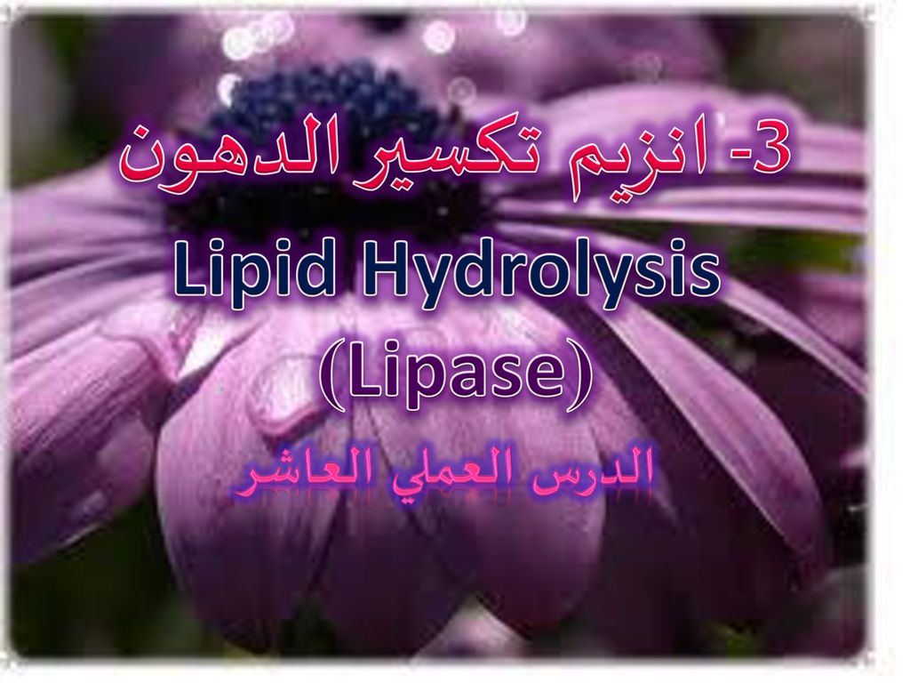 3- انزيم تكسير الدهون Lipid Hydrolysis (Lipase) الدرس العملي العاشر