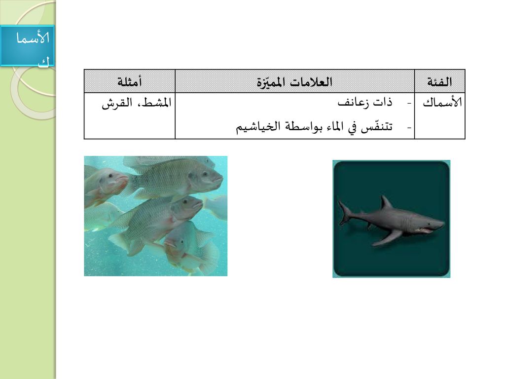 الأسماك الفئة العلامات المميّزة أمثلة الأسماك ذات زعانف