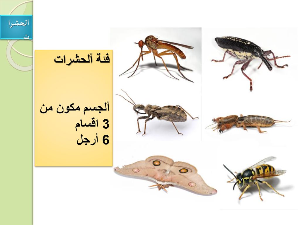 الحشرات فئة ألحشرات ألجسم مكون من 3 اقسام 6 أرجل