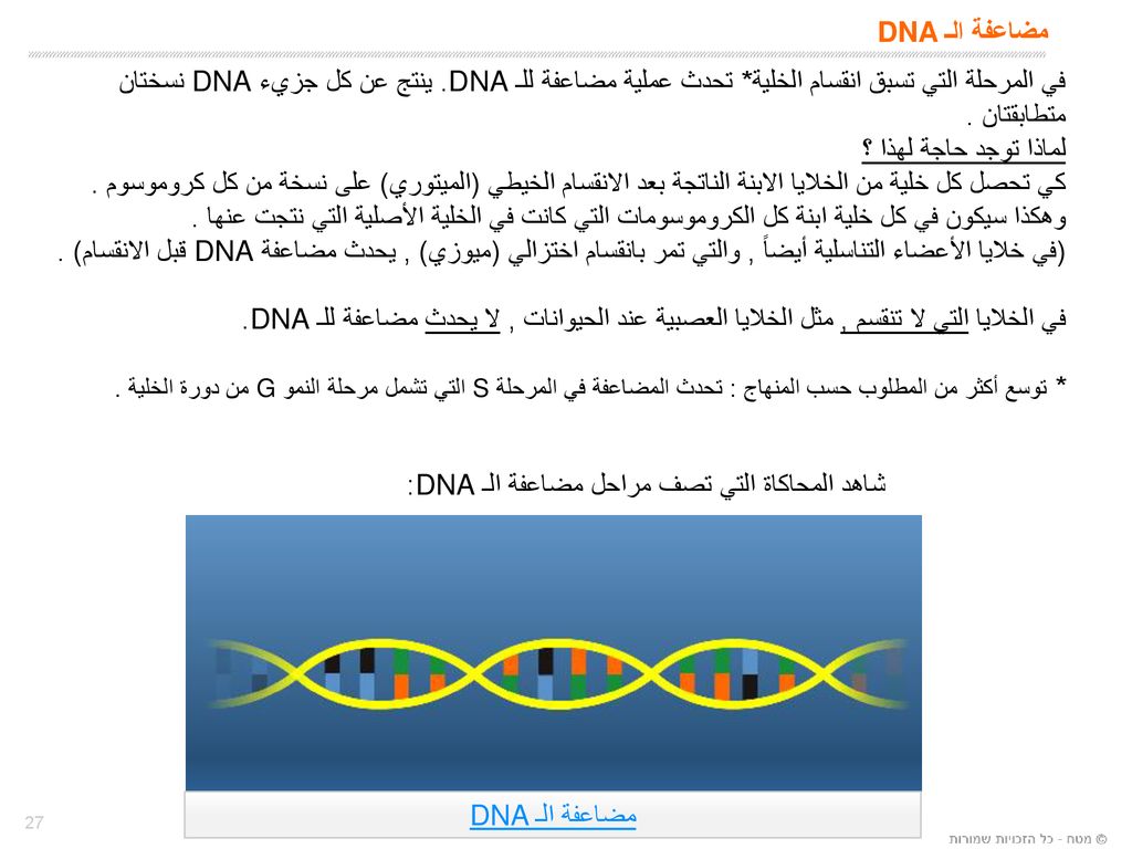 مضاعفة الـ DNA في المرحلة التي تسبق انقسام الخلية* تحدث عملية مضاعفة للـ DNA. ينتج عن كل جزيء DNA نسختان متطابقتان .