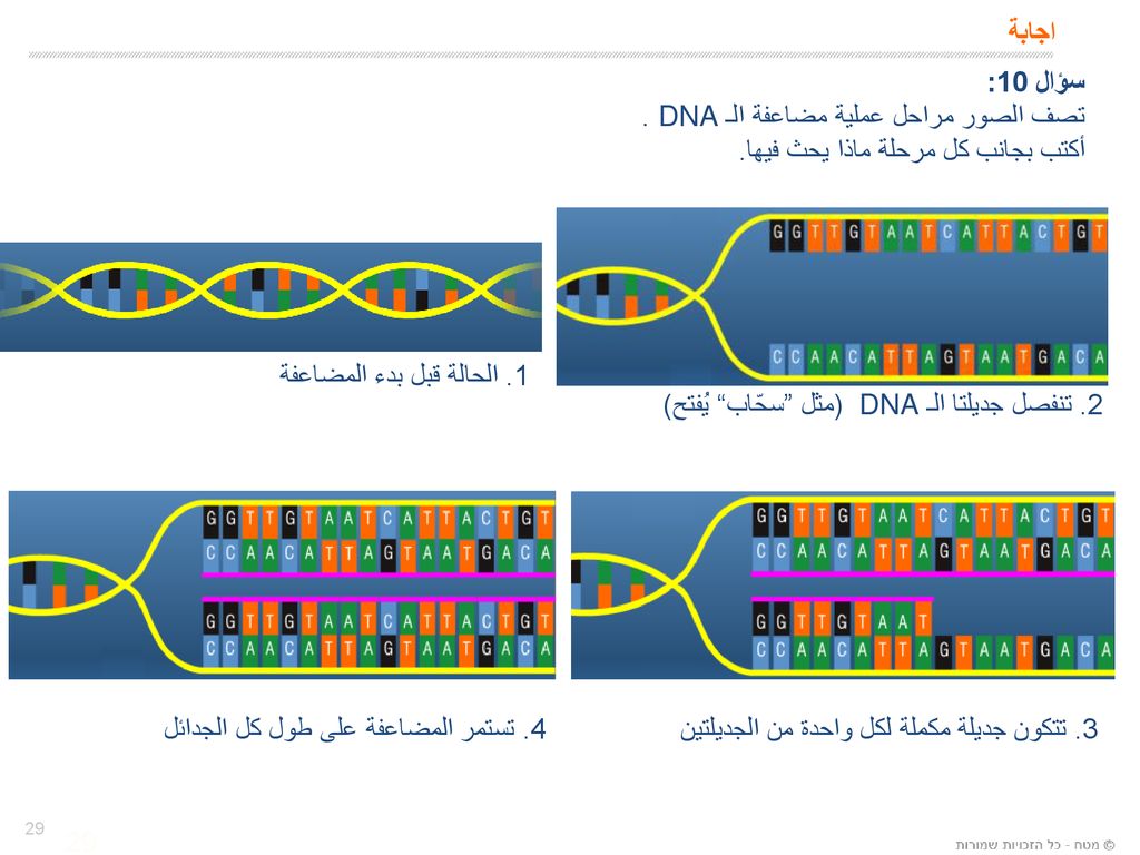 تصف الصور مراحل عملية مضاعفة الـ DNA .