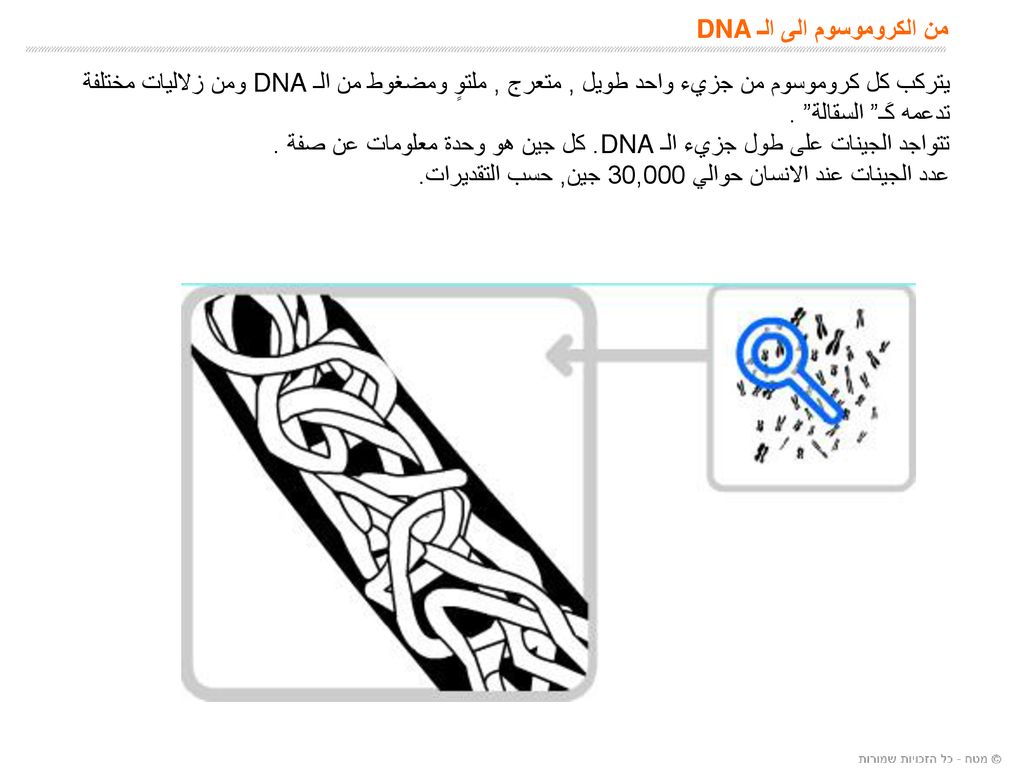 من الكروموسوم الى الـ DNA