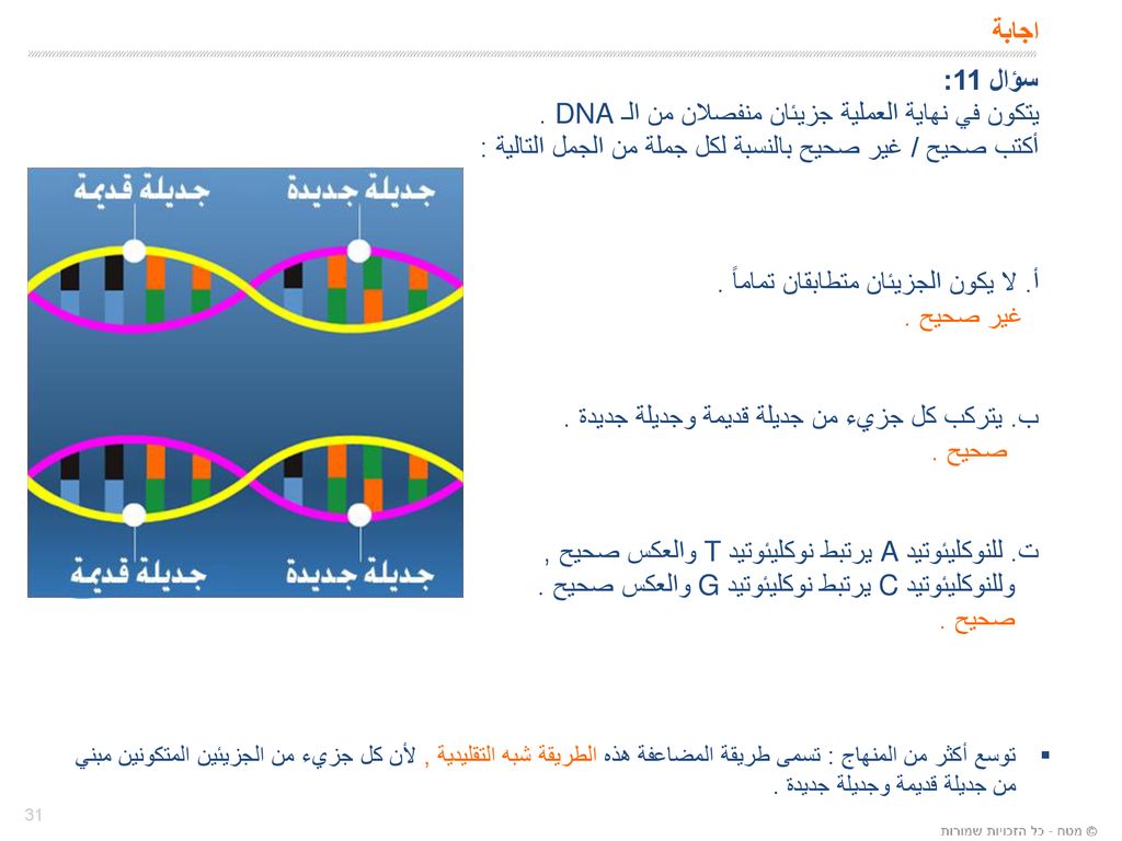 يتكون في نهاية العملية جزيئان منفصلان من الـ DNA .