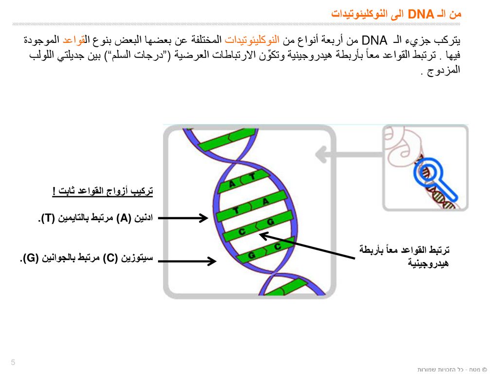 من الـ DNA الى النوكليئوتيدات