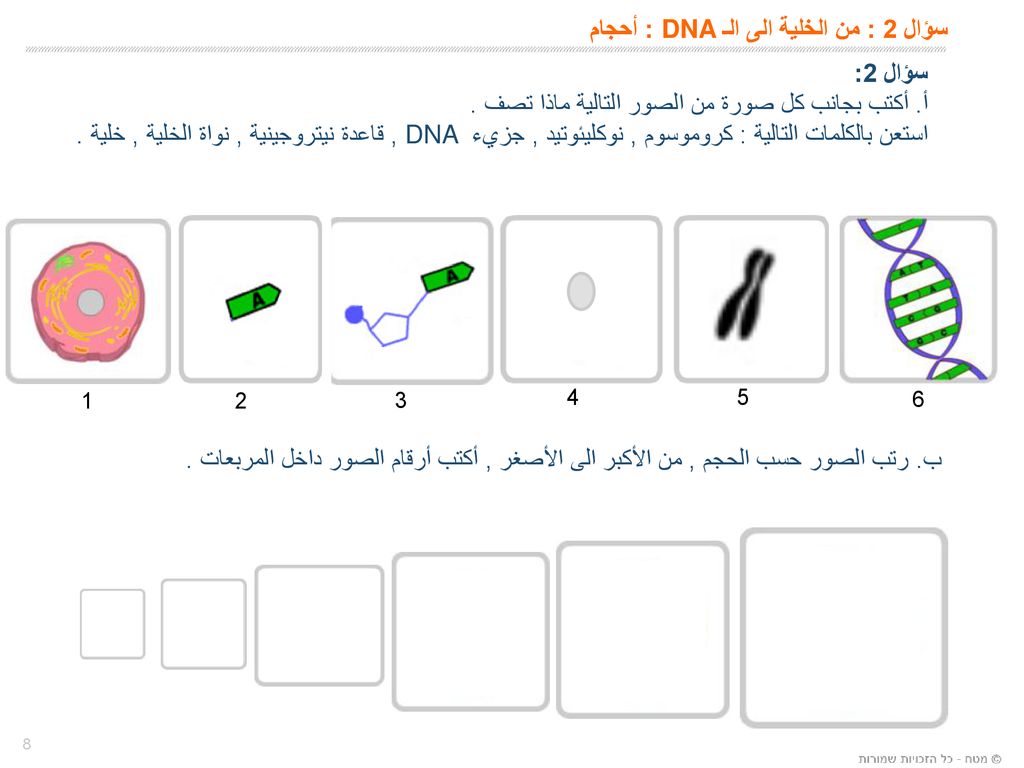 سؤال 2 : من الخلية الى الـ DNA : أحجام