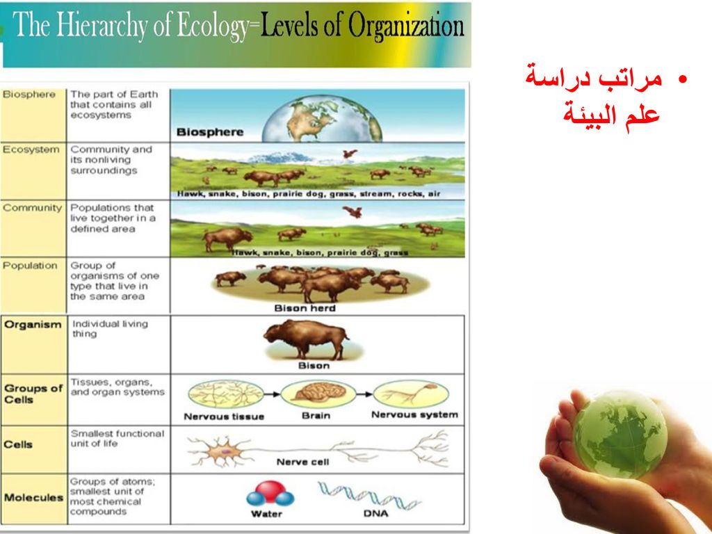 مراتب دراسة علم البيئة