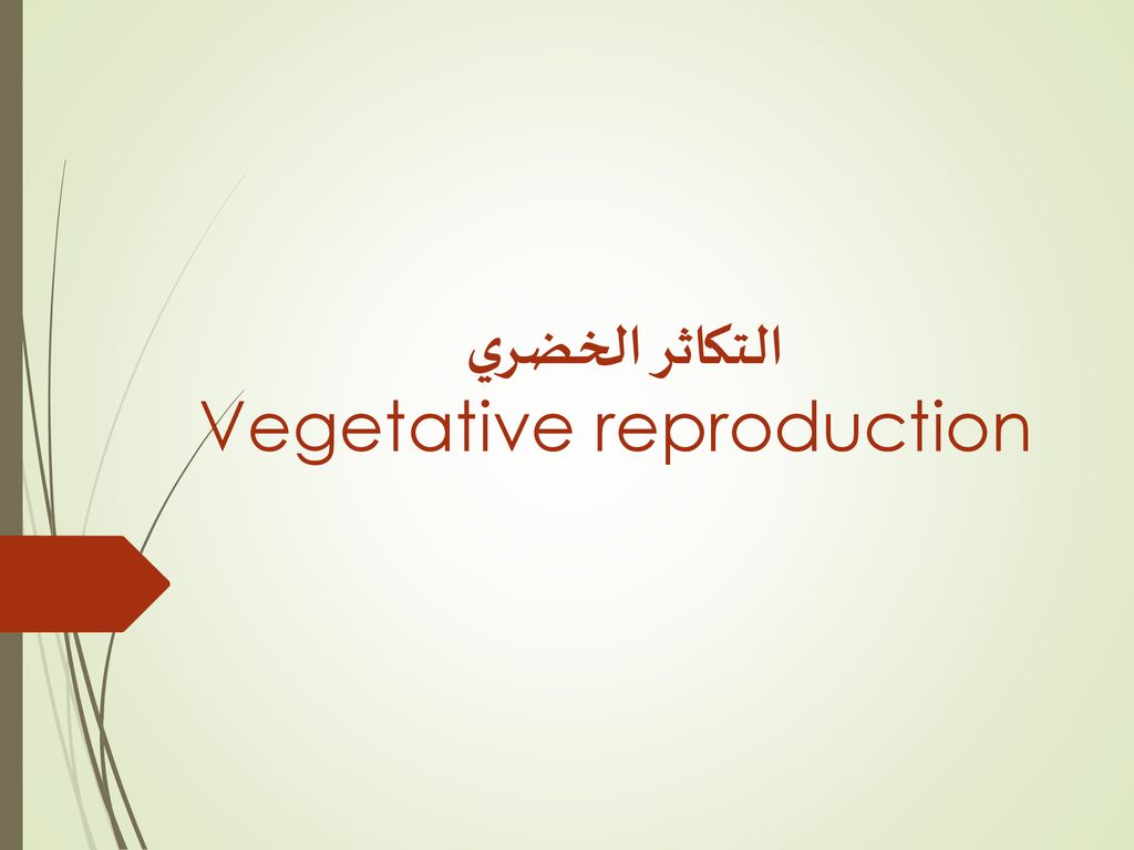 التكاثر الخضري Vegetative reproduction