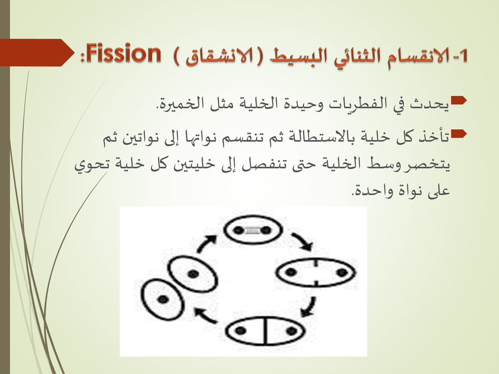 1- الانقسام الثنائي البسيط ( الانشقاق ) Fission :