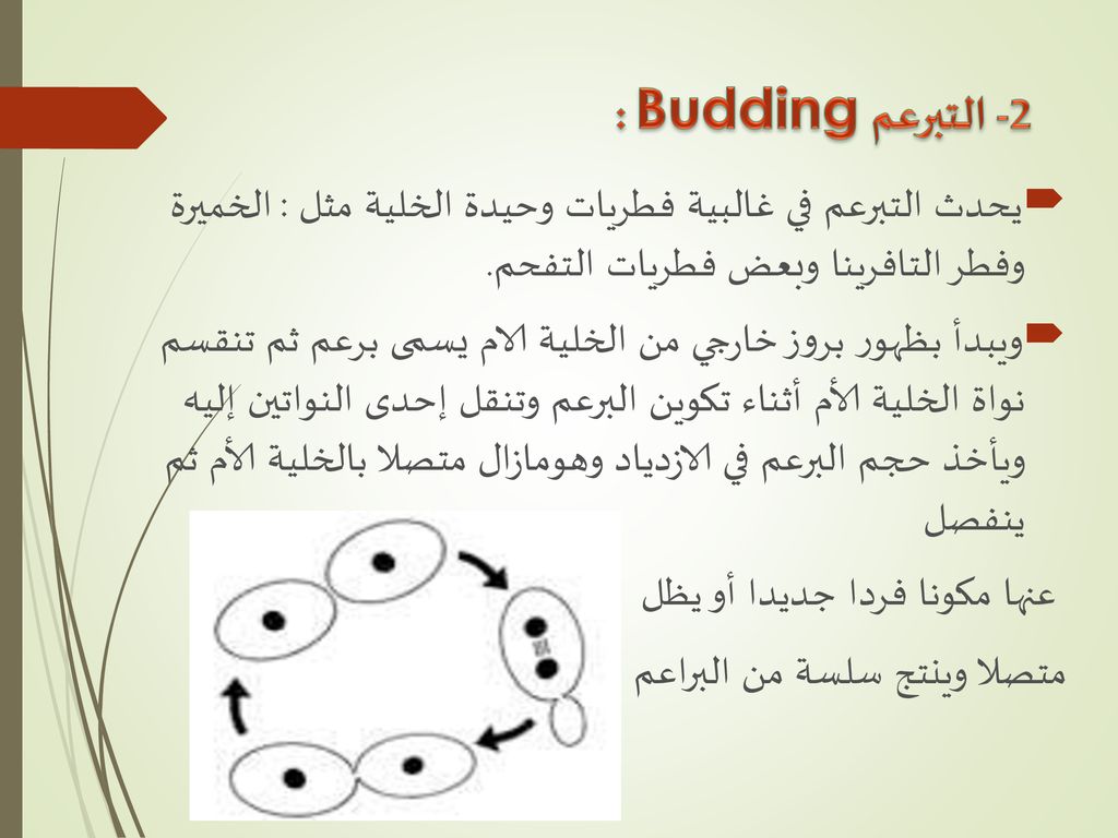 2- التبرعم Budding : يحدث التبرعم في غالبية فطريات وحيدة الخلية مثل : الخميرة وفطر التافرينا وبعض فطريات التفحم.