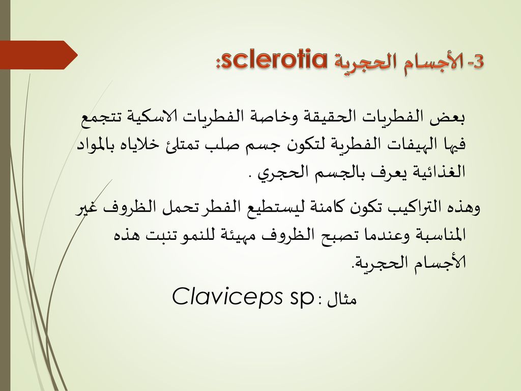 3- الأجسام الحجرية sclerotia: