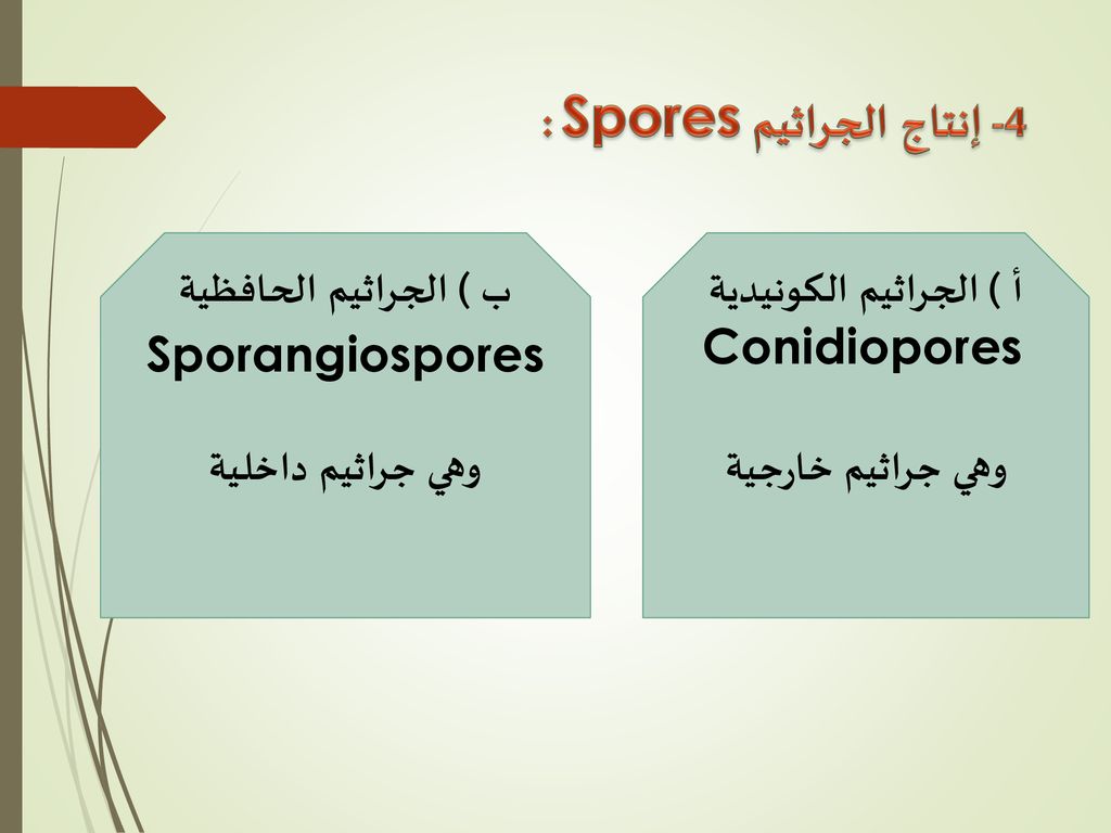 4- إنتاج الجراثيم Spores :