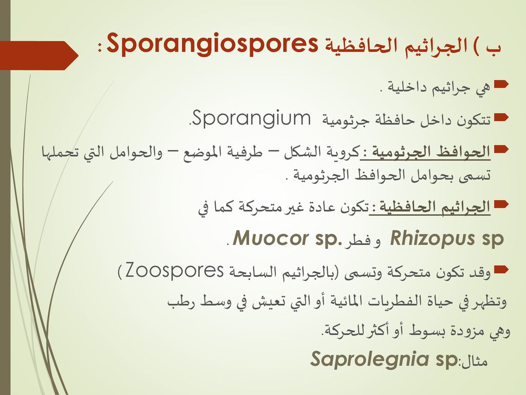 ب ) الجراثيم الحافظية Sporangiospores :