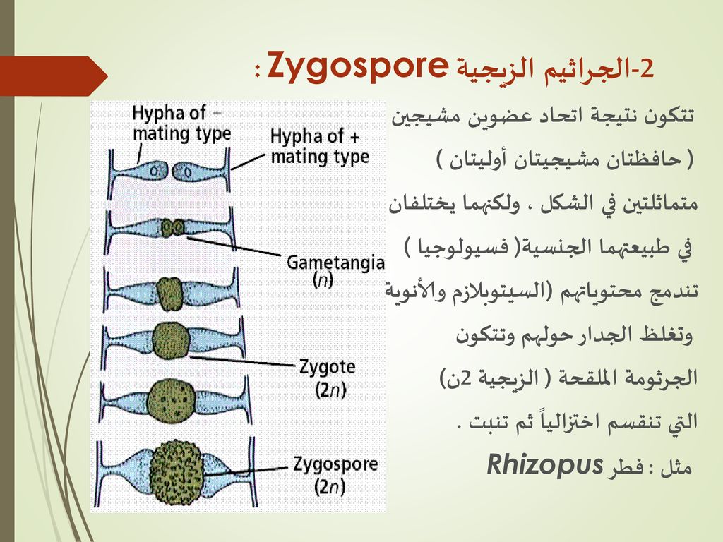 2-الجراثيم الزيجية Zygospore :