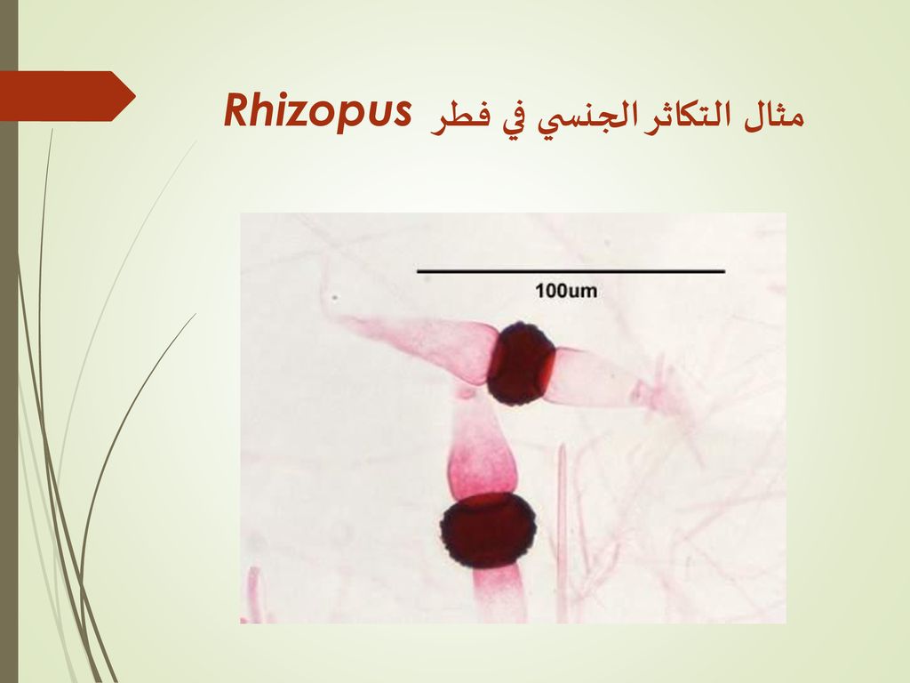 مثال التكاثر الجنسي في فطر Rhizopus