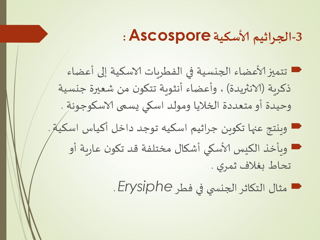 3-الجراثيم الأسكية Ascospore :