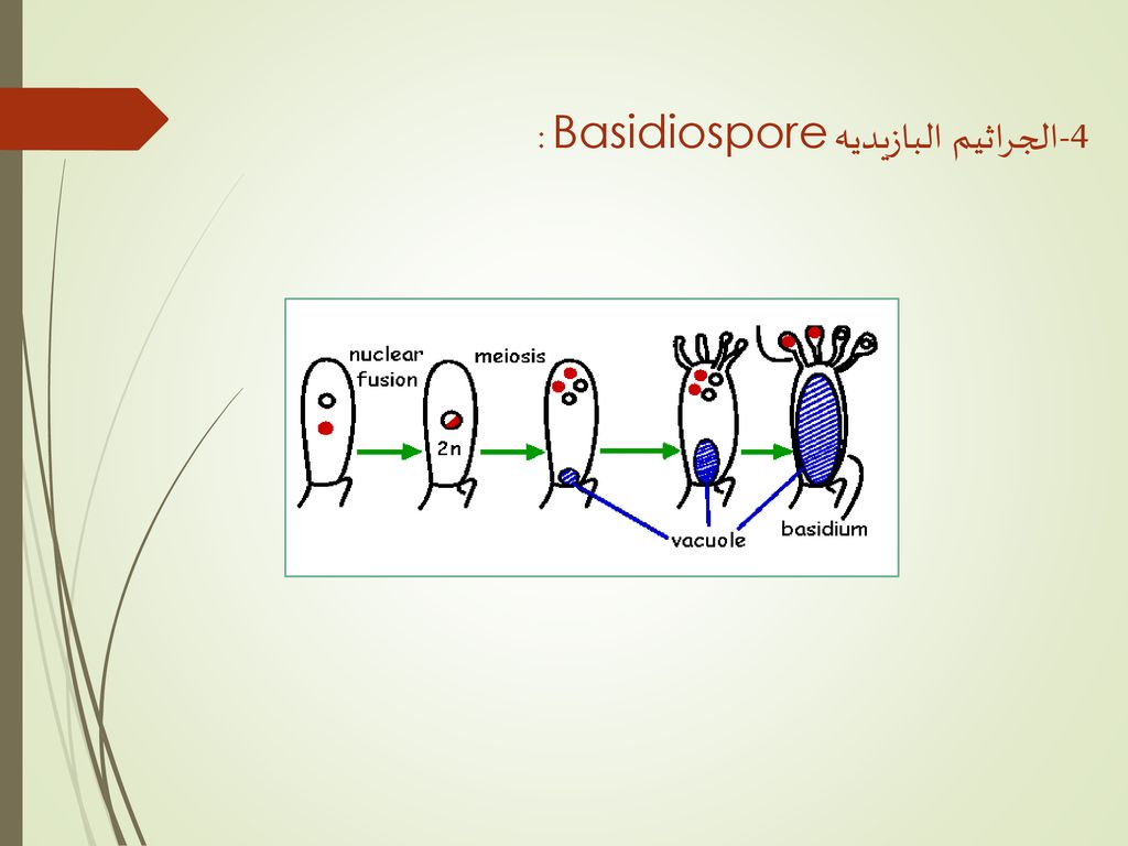 4-الجراثيم البازيديه Basidiospore :