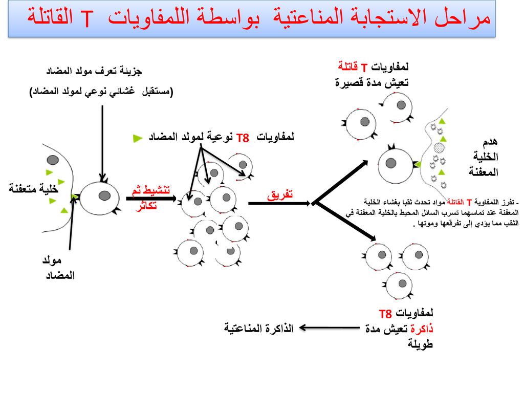 مراحل الاستجابة المناعتية بواسطة اللمفاويات T القاتلة