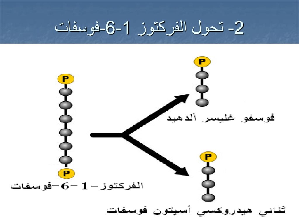 2- تحول الفركتوز 1-6-فوسفات