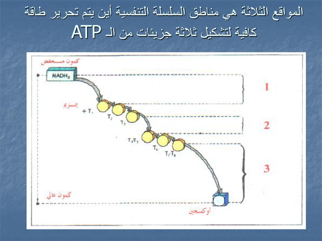 المواقع الثلاثة هي مناطق السلسلة التنفسية أين يتم تحرير طاقة كافية لتشكيل ثلاثة جزيئات من الـ ATP