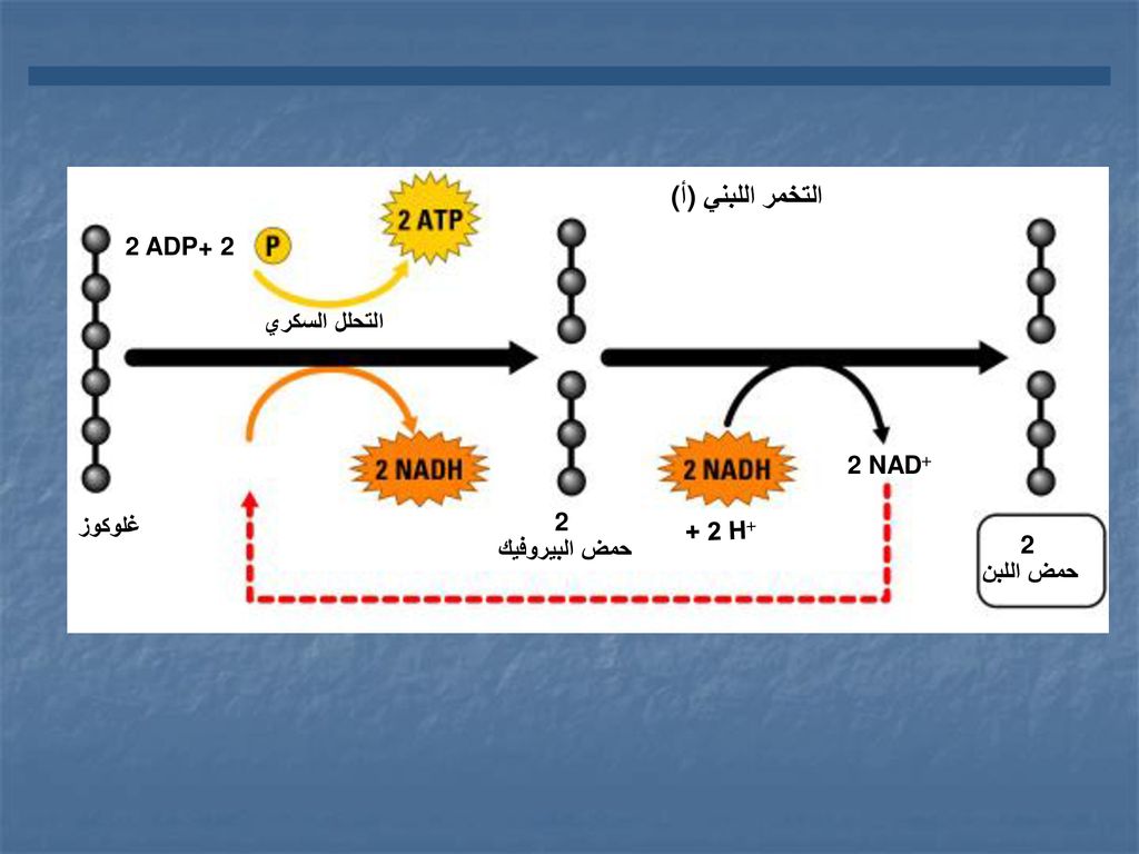 (أ) التخمر اللبني 2 ADP+ 2 التحلل السكري 2 NAD 2 NAD 2 غلوكوز + 2 H