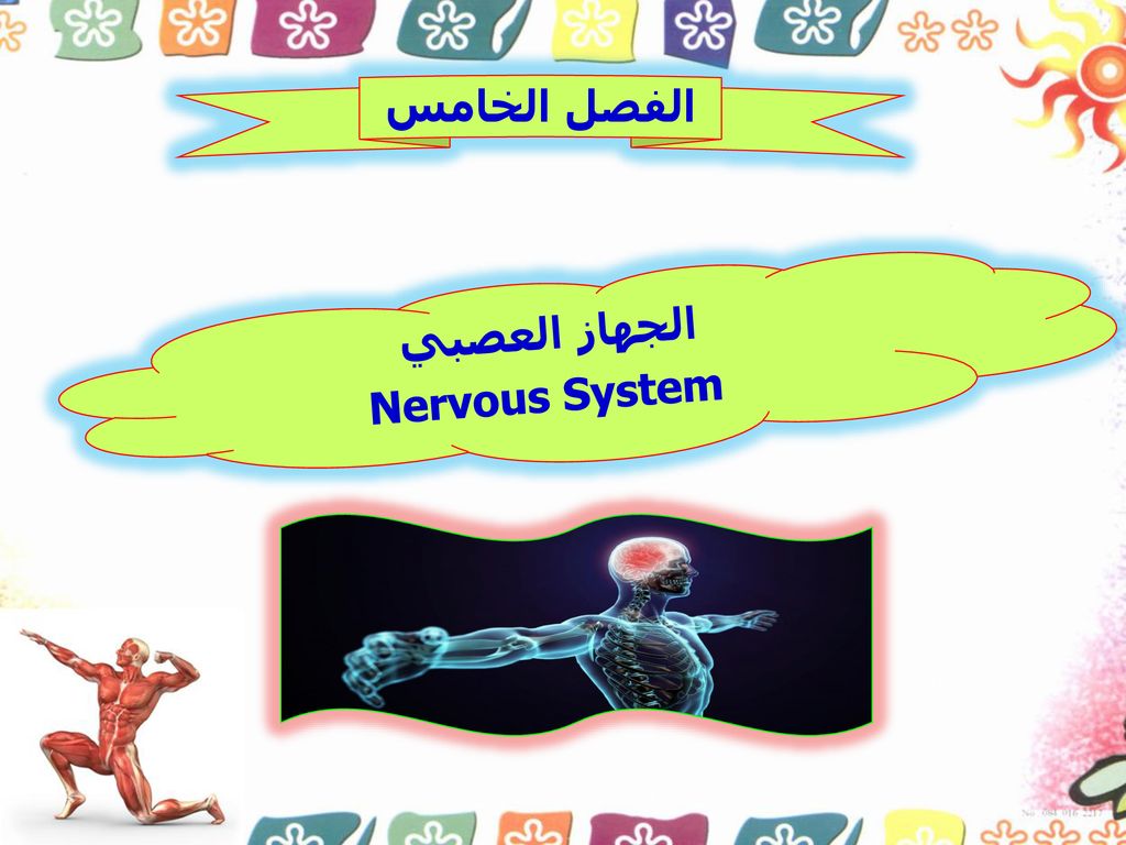 الفصل الخامس الجهاز العصبي Nervous System