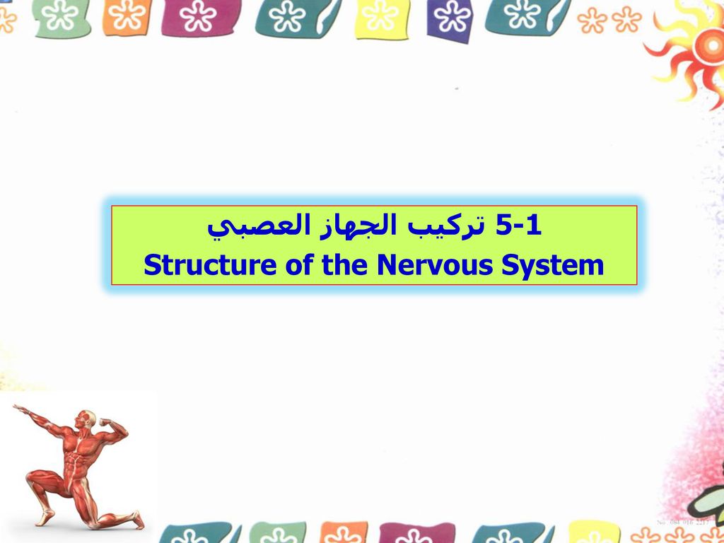 Structure of the Nervous System