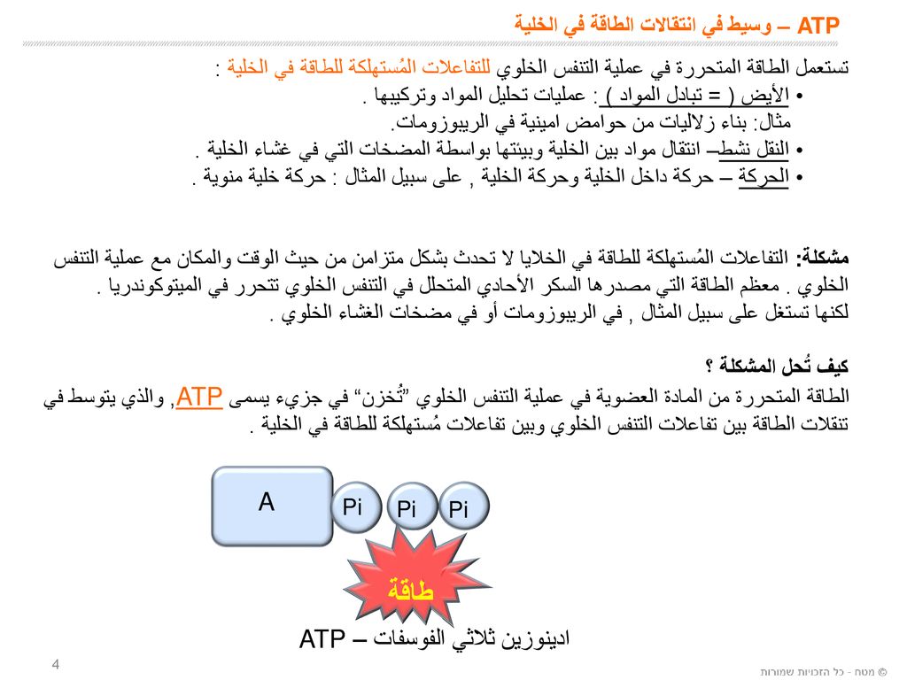 ATP – وسيط في انتقالات الطاقة في الخلية