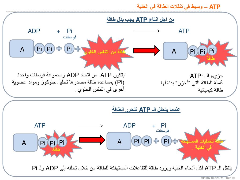 ATP – وسيط في تنقلات الطاقة في الخلية