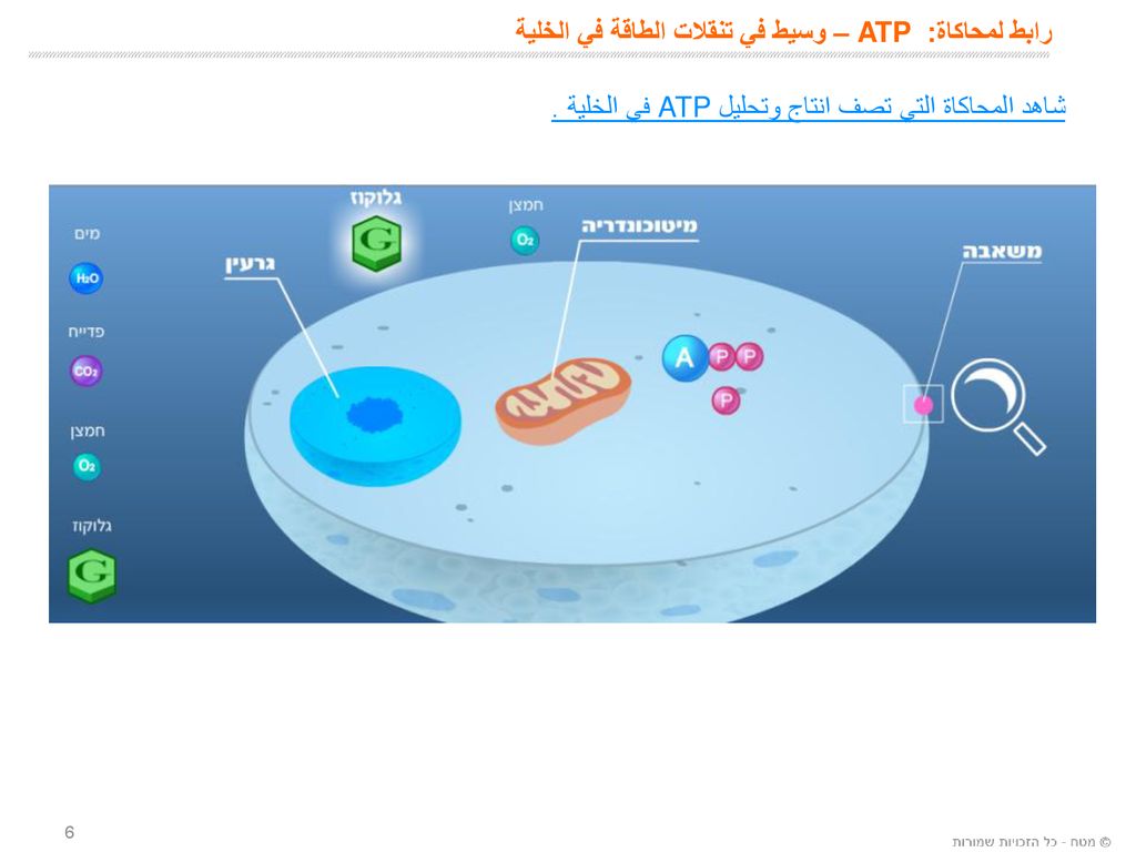 رابط لمحاكاة: ATP – وسيط في تنقلات الطاقة في الخلية