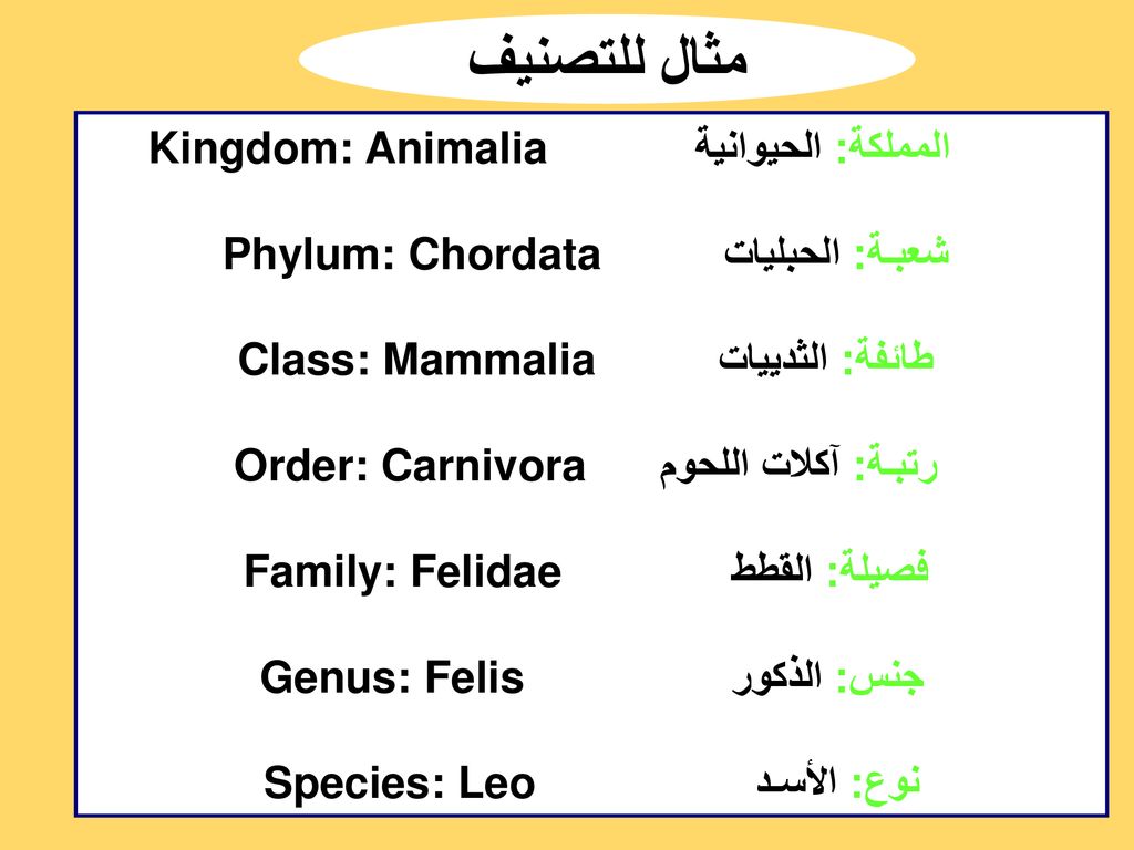 مثال للتصنيف المملكة: الحيوانية Kingdom: Animalia