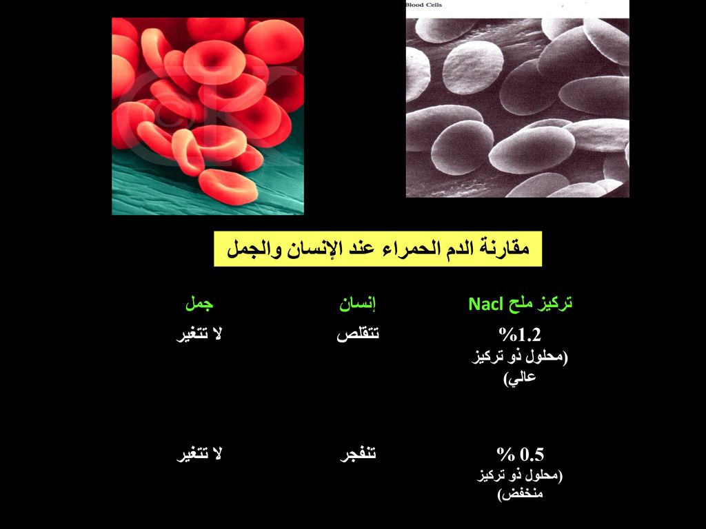 مقارنة الدم الحمراء عند الإنسان والجمل