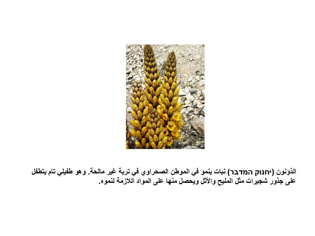 الذؤنون (יחנוק המדבר) نبات ينمو في الموطن الصحراوي في تربة غير مالحة