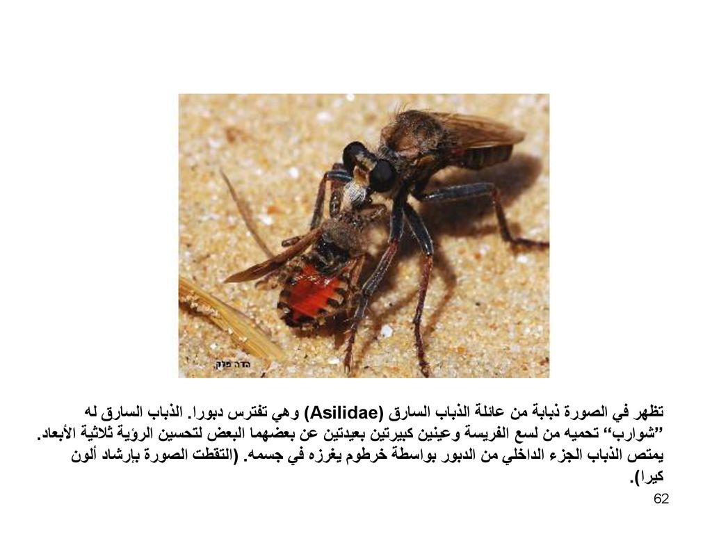 تظهر في الصورة ذبابة من عائلة الذباب السارق (Asilidae) وهي تفترس دبورا