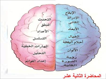 نصفي الدماغ وأنماط التعلم