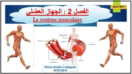 الفصل 2 : الجهاز العضلي Le système musculaire 3ème Année Collégiale